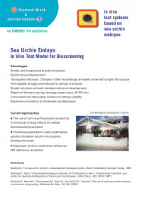 Image of Sea Urchin Embryo In Vivo Test Model for Bioscreening